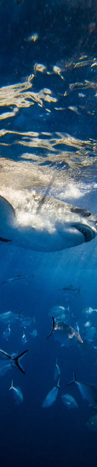 Käfigtauchen in Shark Alley